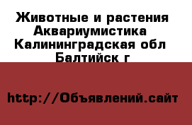 Животные и растения Аквариумистика. Калининградская обл.,Балтийск г.